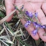 Campanula rapunculusफूल