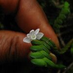 Angraecum distichum Floare