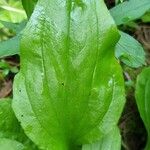 Plantago rugelii Folha