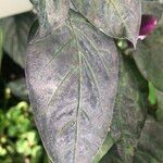 Capsicum baccatum List