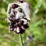 Allium scorodoprasum Flor