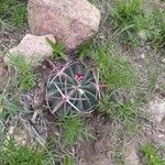 Ferocactus latispinus Blad