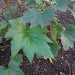 Begonia sikkimensis Blatt