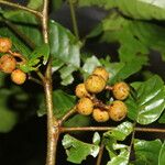 Trichilia martiana Fruit
