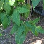 Acer triflorum Leaf