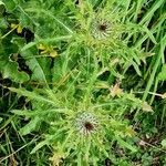 Cirsium ferox عادت داشتن