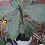 Euphorbia nivulia Hoja