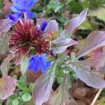 Ceratostigma plumbaginoidesFlower