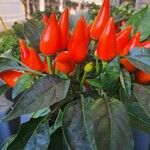 Capsicum frutescens Фрукт