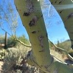 Parkinsonia praecox Кора