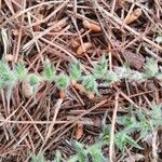 Echium arenarium Leaf