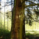 Abies cilicica പുറംതൊലി