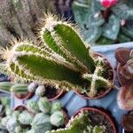 Acanthocereus tetragonus Blad