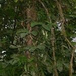 Philodendron rothschuhianum Otro