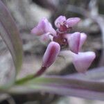 Polystachya rhodoptera Flower