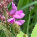 Desmodium canadense Blüte