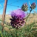 Cynara humilis Flor