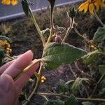 Viguiera dentata Leaf