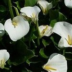 Zantedeschia aethiopica موطن