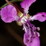 Clarkia rhomboidea Blüte