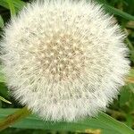 Taraxacum rubicundum Fula