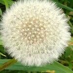 Taraxacum rubicundum Květ