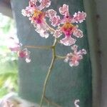 Oncidium baueri Fleur