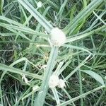 Cyperus mindorensis Leaf