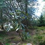 Rhododendron sinogrande Vekstform