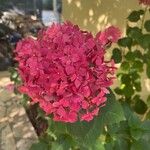 Hydrangea spp.Цвят