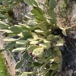 Opuntia stricta 形態