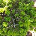 Abies balsamea 形态