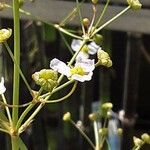 Alisma lanceolatum 花