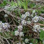 Cochlearia officinalis Flor