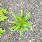 Erechtites hieraciifolius Leaf