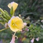 Oenothera parviflora Blodyn
