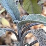 Salvia fruticosa Leaf