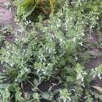 Stachys annua عادت داشتن