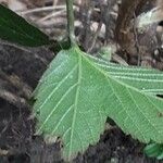 Rubus gratus Blad