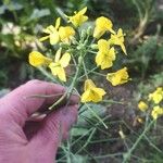 Brassica rapa Blomst