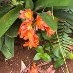 Clivia × cyrtanthiflora Květ