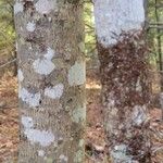 Fagus grandifolia Bark