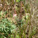 Euphorbia portlandica Habitat