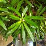 Podocarpus neriifolius Leaf