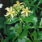 Hypericum glandulosum Cvet