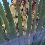 Yucca schidigera Frunză