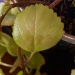 Plectranthus verticillatus List