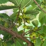 Hemiptelea davidii Ffrwyth