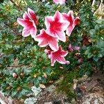 Rhododendron indicum Fiore
