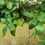 Quercus suber Leaf